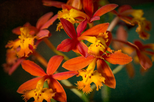 Orangereedorchid 5466 mhzjpt