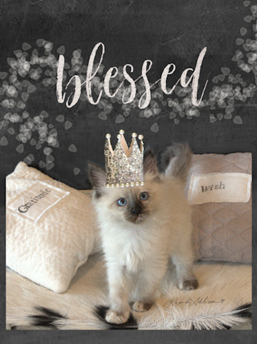 Kitty blessed v s bewso9
