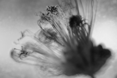 Dsc 8375bw ubqzkw