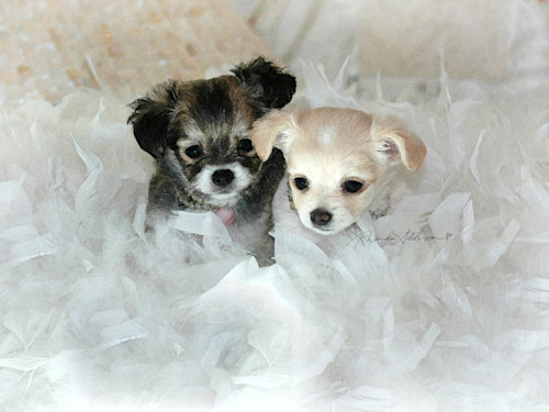 Puppies fairytail s ajfohy