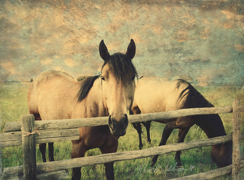 Horses fence s rgkchq