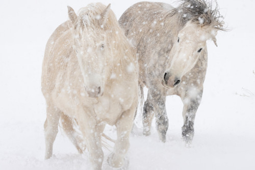 Carolwalkertwomustangsplayinthesnow xcwsau