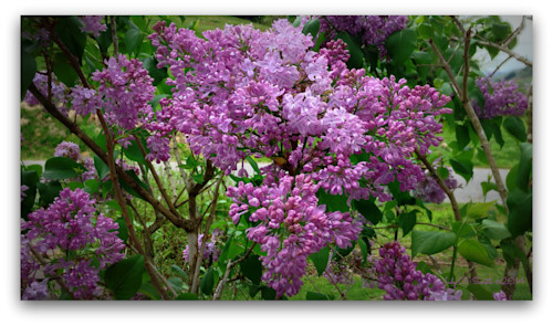 Lilacs today framed img 4930 ormtwg