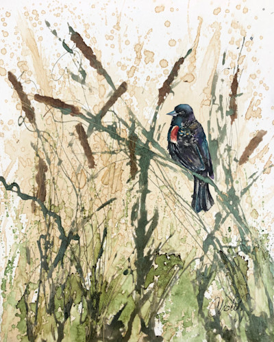 Redwinged blackbird k8v82p