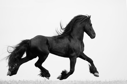Carolwalkerblackfriesiantrots rymk0u