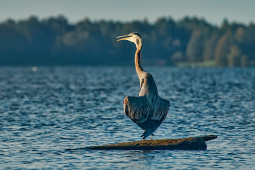 Reflections of a Heron, Original Photography Color Print 8x10 newest