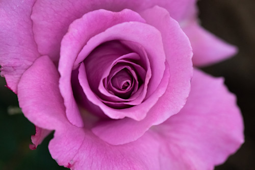 Angel face rose dnpcey