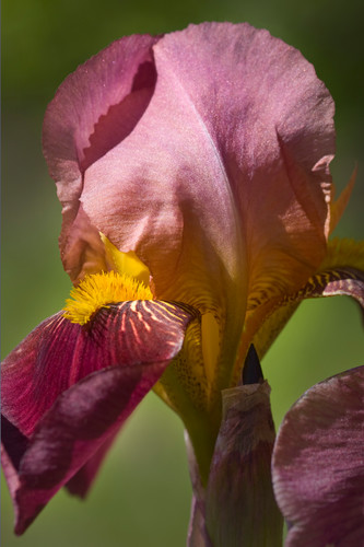Fl 11 purple iris vj9z7g