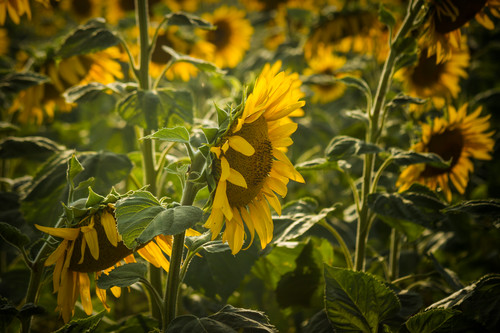 Fl 54 sunflowers everywhere bnmt59