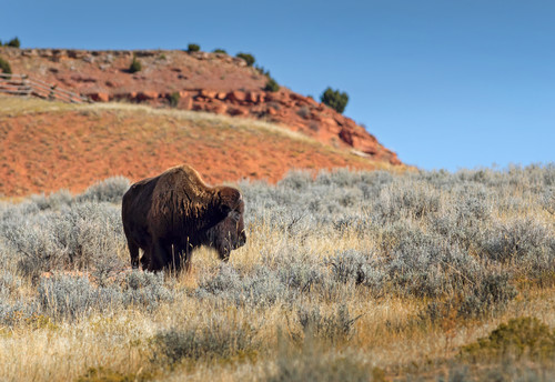 Wyoming bison 1 j0ndg4