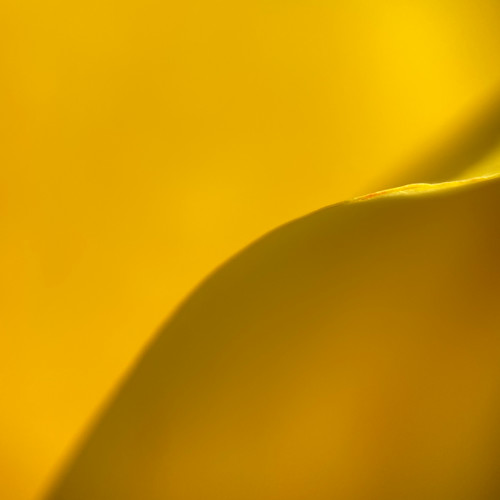 Yellow tulilp petal edge 1363 cegcod