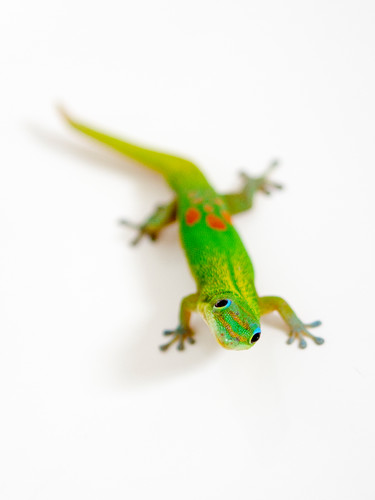 Green gecko 12x16 yczuep
