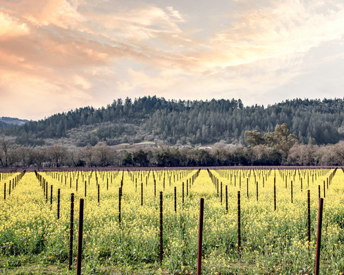 Napa in spring standard scale 2 00x gigapixel isyxg7