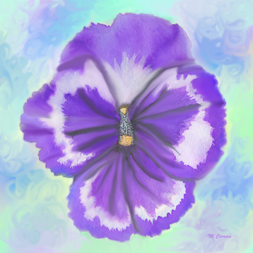 Violet pansy p91xn1