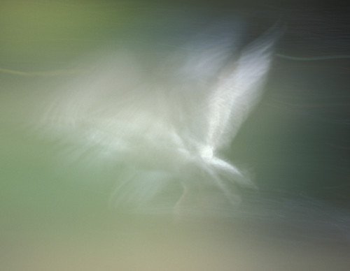 Blurred seagull 2 zace8v