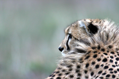 Cheetah tuft gaiqym