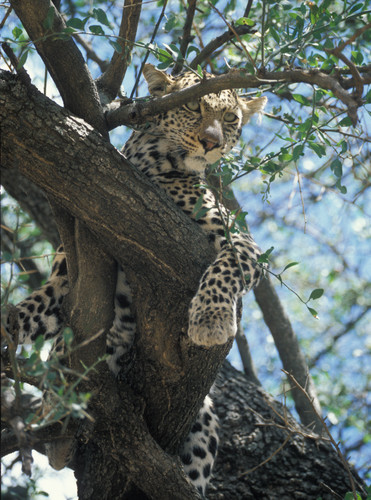 Full leopard in tree p4ekmp