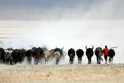 Maasai boy herding cattle hhdbkd