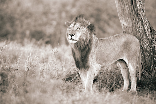 Lion in sepia 2 g6cwhv