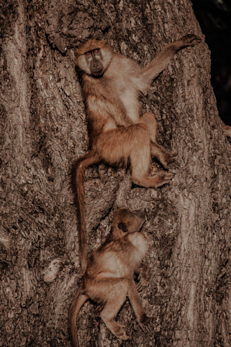 Olive baboons on tree trunk ds9xjy