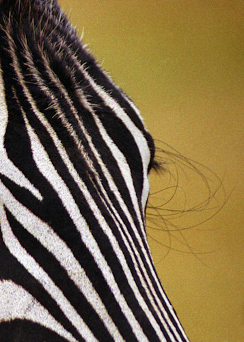 Zebra eyelash edit uiazxu