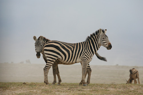 Zebra mood s3kceb