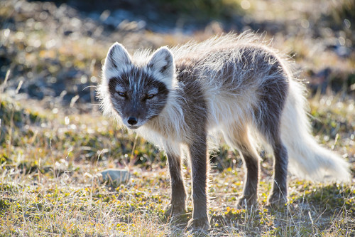 Arctic fox c kipevansmissionbluea53i0135 vyvmre