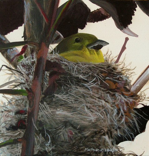 Nesting goldfinch   5x5 jpgus4