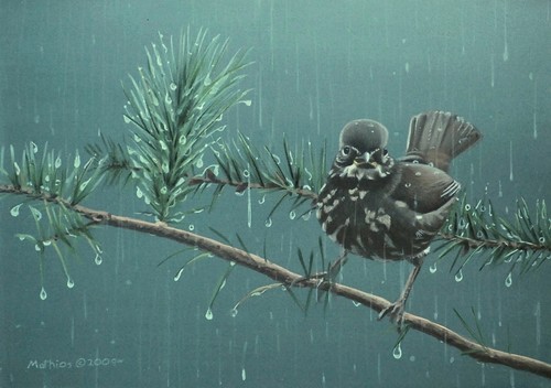 Fox sparrow 5x7 i5n4mm