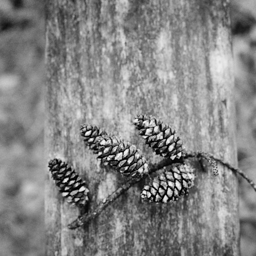 Texas pine cones ig9cxm