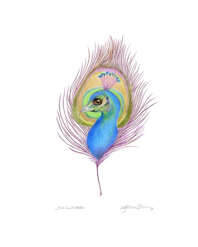 Peacock in its feather 300 dpi slaven kathleen ijxw5r