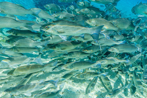 Silver springs underwater 0290 ttounz