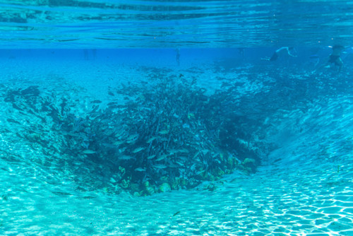 Silver springs underwater 0542 l8anik