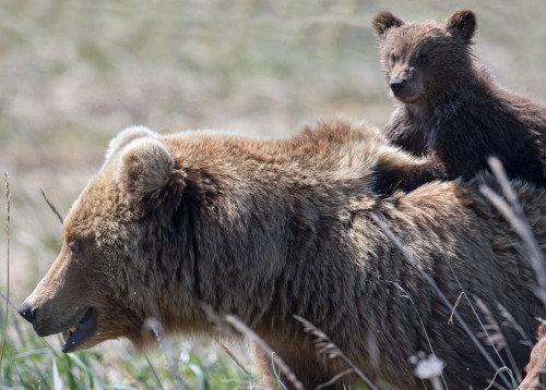 Mother bear and cub kipevans ag4v0955 wvgsqw