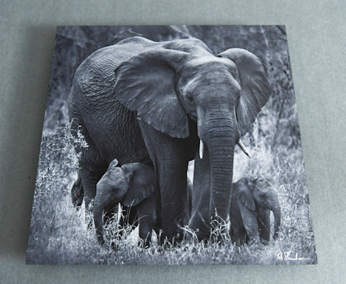 Elephant with babies 12x12 metal qhhsab