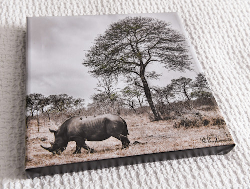 Rhinocerous 12x12 canvas n5p0i8