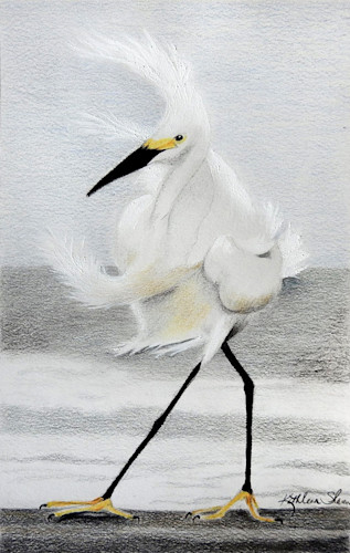 Stormy egret lrg an6vpj