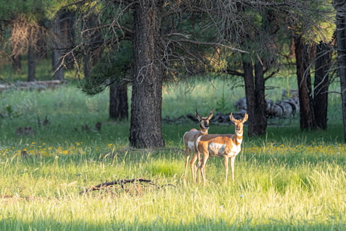 Pronghorn antelope xibp5a
