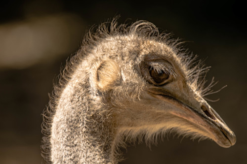 Ostrich face bag vpo3vz
