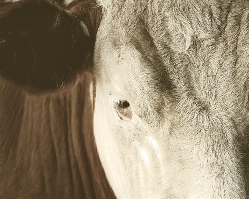 Brown and white cow facial closeup sepia faded 8 x 10 dsc 0378 iqk8po
