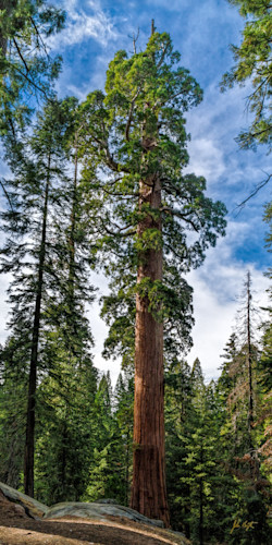 General grant giant sequoia no 2 pano kings canyon national park california 24x48 tkrotf