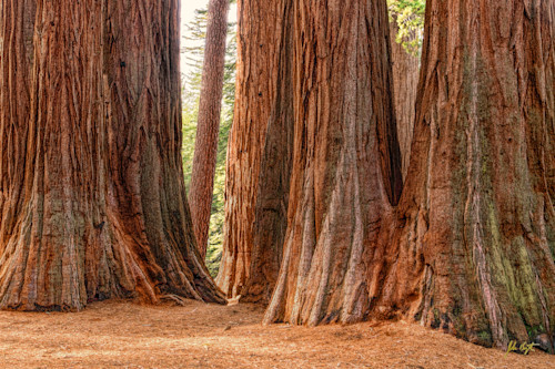 Giant sequoia grove kings canyon national park california 24x36 yso0gg