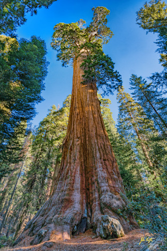 General grant giant sequoia no 1 kings canyon national park california 24x36z mgolly