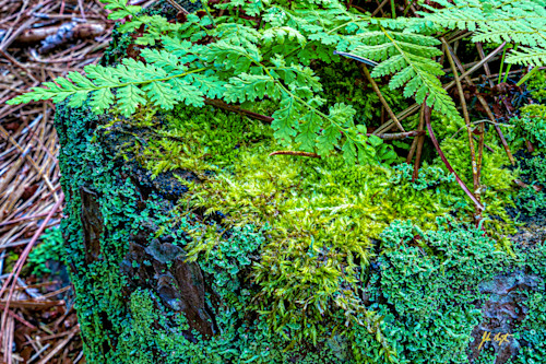 Lichen moss and fern door county wisconsin qmeg5p