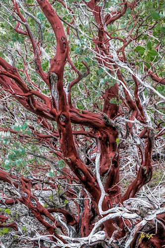 Manzanita tree yosemite national park california 24x36 hg3a8h