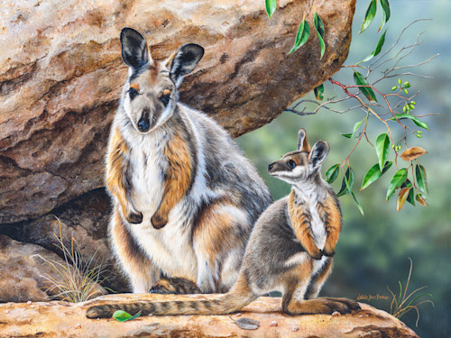 Yellow-footed rock-wallaby - Australian Wildlife Portrait