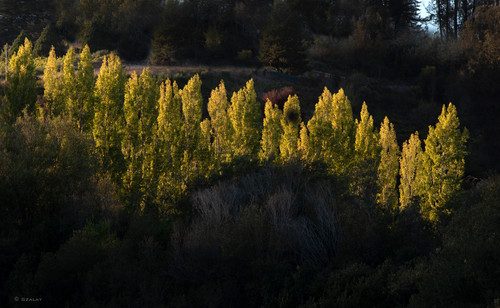 Poplar trees in sunset lightsonoman sept2021 tbs4811 copy enlilt