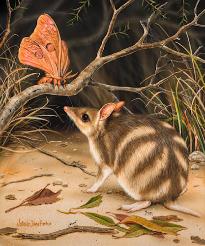 Unexpected friends   eastern barred bandicoot and emperor gum moth sh9kn0