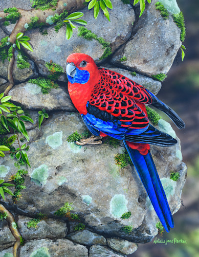 Crimson capers   crimson rosella dntc3r