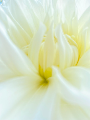 Dahlia white blurred 18x24 300dpi 8bit img 5388 aucmxt